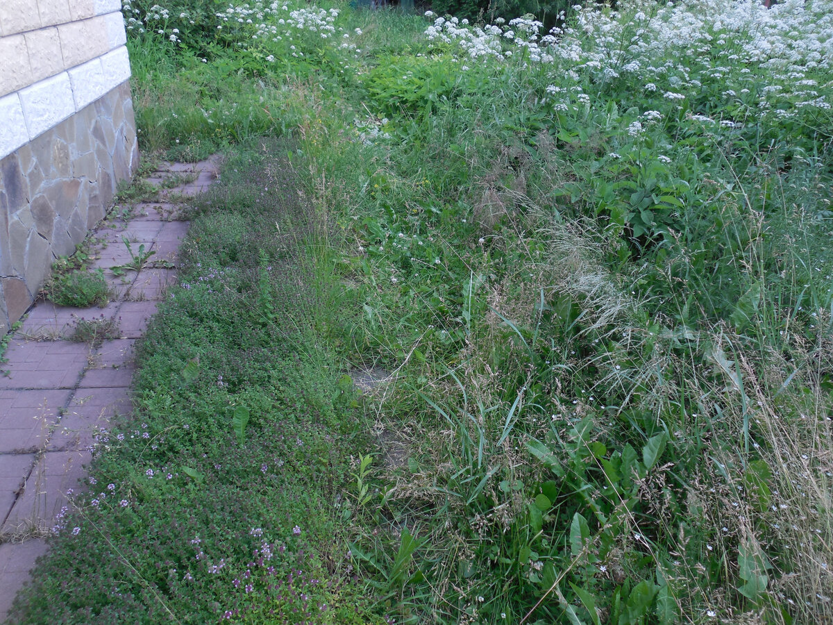 Полоса рядом с отмосткой - тимьян. Он почти не зарос, потому что по периметру под землёй окантован бордюрной лентой. И ещё потому, что мой муж осенью тщательно прополол любимое растение для чая (одно из любимых)