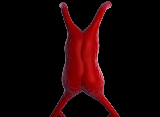 два сердце эмбриона до 22 дня