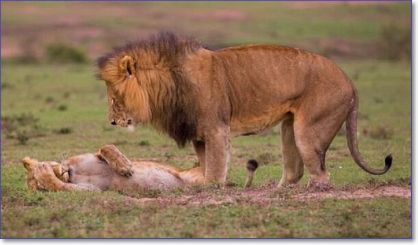 И У ЛЬВИЦ ГОЛОВА БОЛИТ 😂