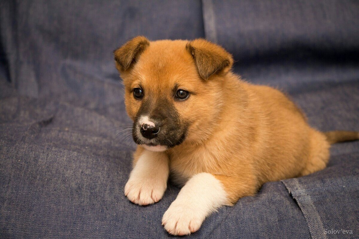 Фокс малыш (1 фото) и в семье (2 фото)