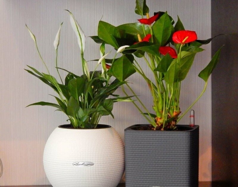 Источник фото: babushkinadacha.ru