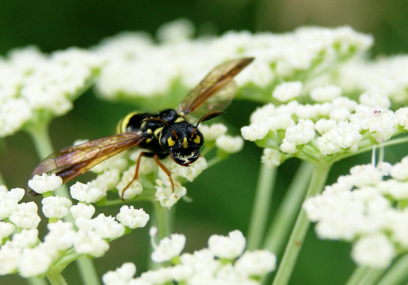 Няшка, правда? Если вы слишком впечатлительны, то такой взгляд долго будет во снах являться.
