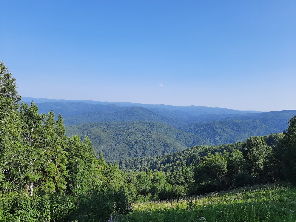 Алтай край площадь. Гора Бащелаке Алтайский край. Белокуриха лес. Белокуриха село. Песчанка Белокуриха.