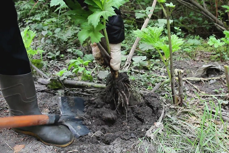 Выкапывание Борщевика