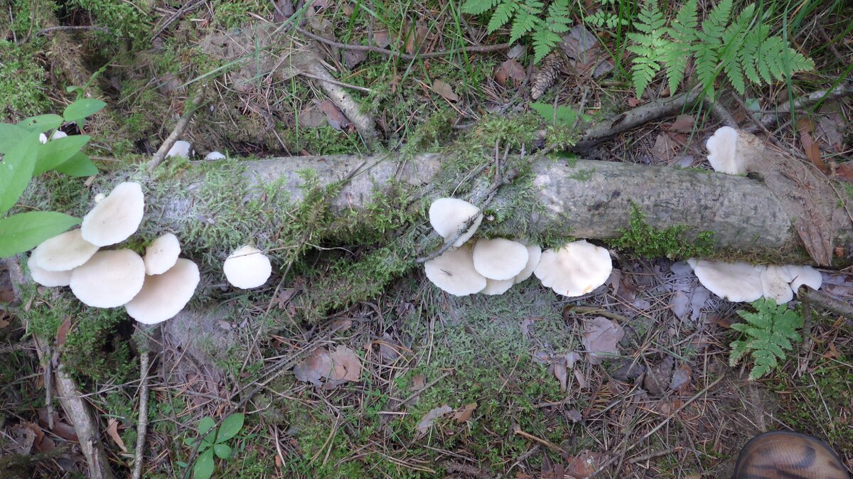 Вешенки лёгочные