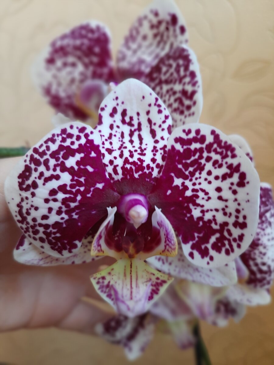 Как ЛЕГКО и БЫСТРО приучить воздушные корни орхидей к грунту? Pflege für Orchideen.