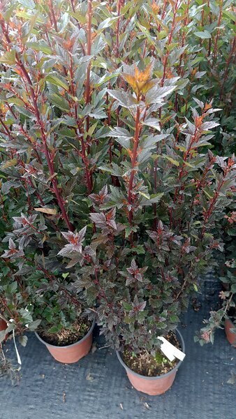 Physocarpus opulifolius "Little Devil"