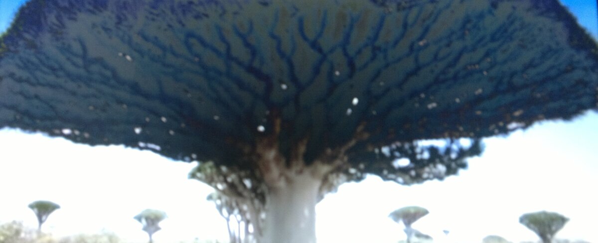 Так выглядят деревья из которых добывают драгоценную смолу -  ладан.