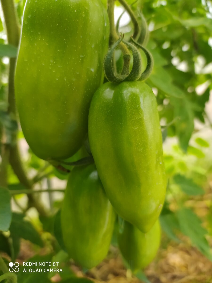 Теплица из поликарбоната. 25 июля. Помидоры совсем не хотят зреть.