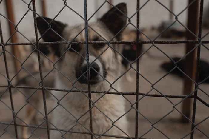 Приют «Дубовая роща». Фото из репортажа «Москва сейчас»