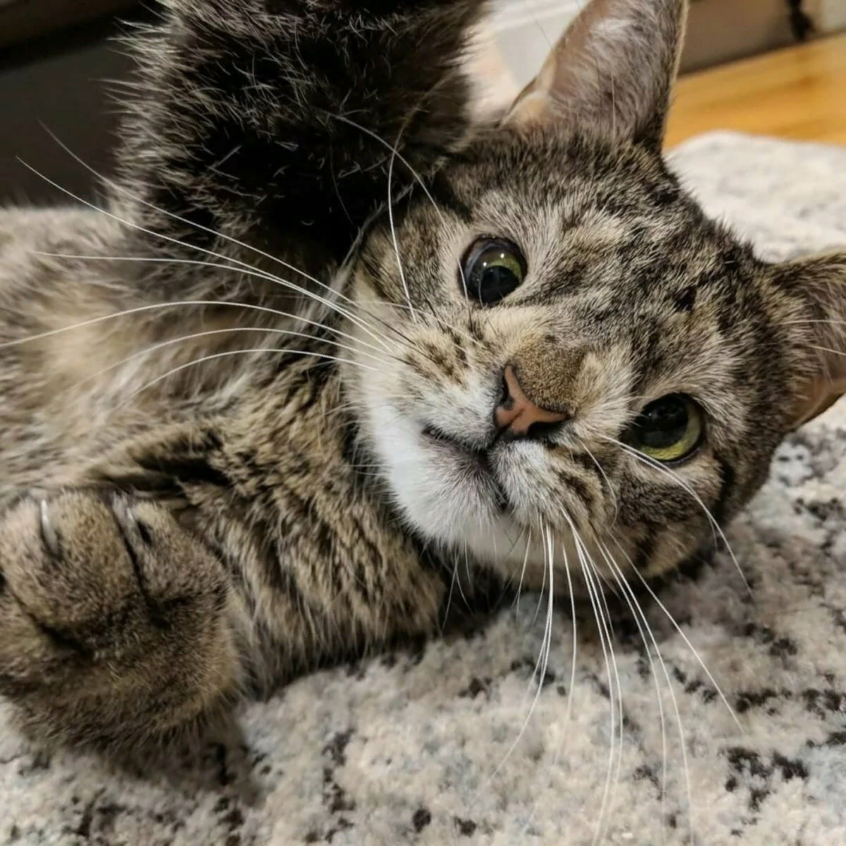 Лев с синдромом дауна. У животных бывает синдром дауна. Гибриды животных. У животных бывает синдром дауна. Живогве с синдромом дауна.