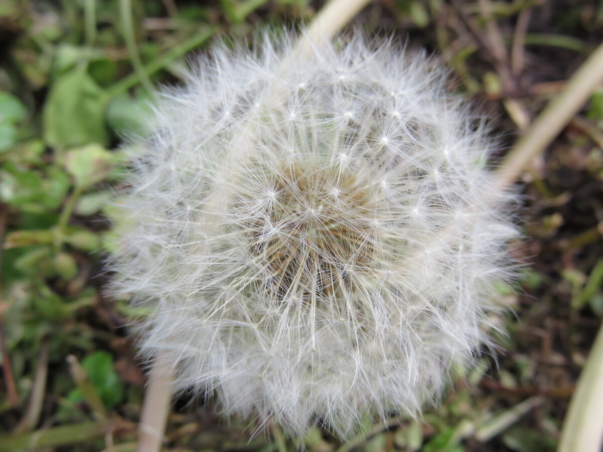 А это семена одуванчика.