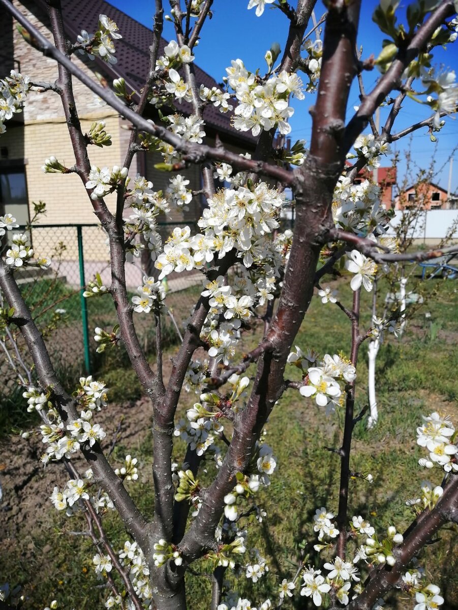 Цветёт слива