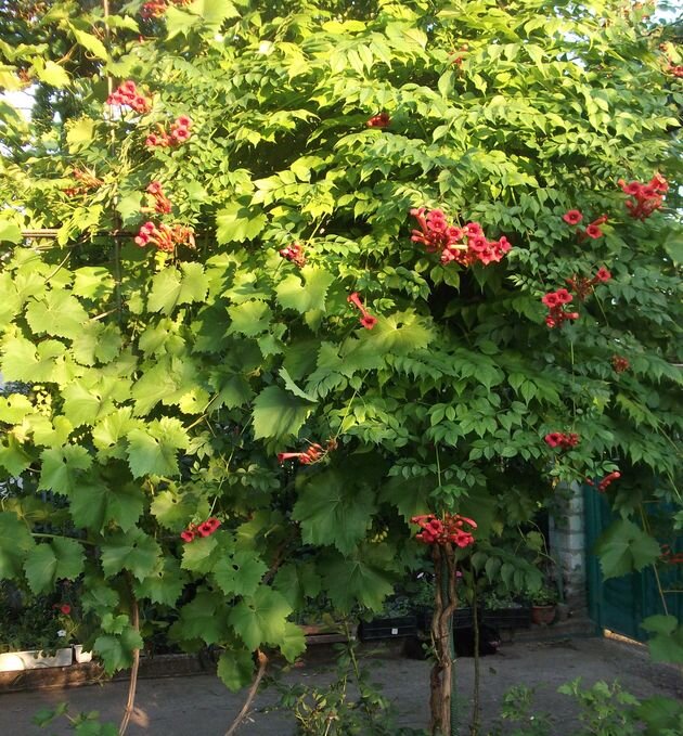 Текома в виде деревца