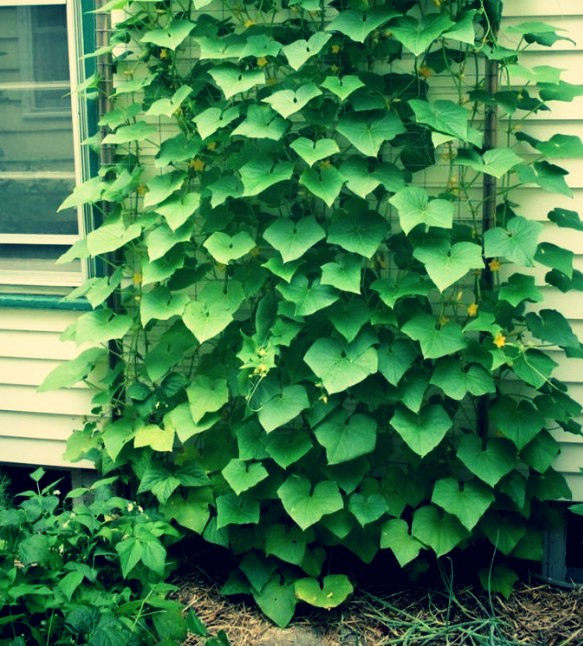 Здоровые кусты огурцов.