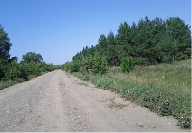 Вот эти сосенки, но здесь им уже много лет, но никак не 30  http://photocdn.photogoroda.com/source2/cn1894/r2074/c2082/76857111.jpg?v=20171213112136