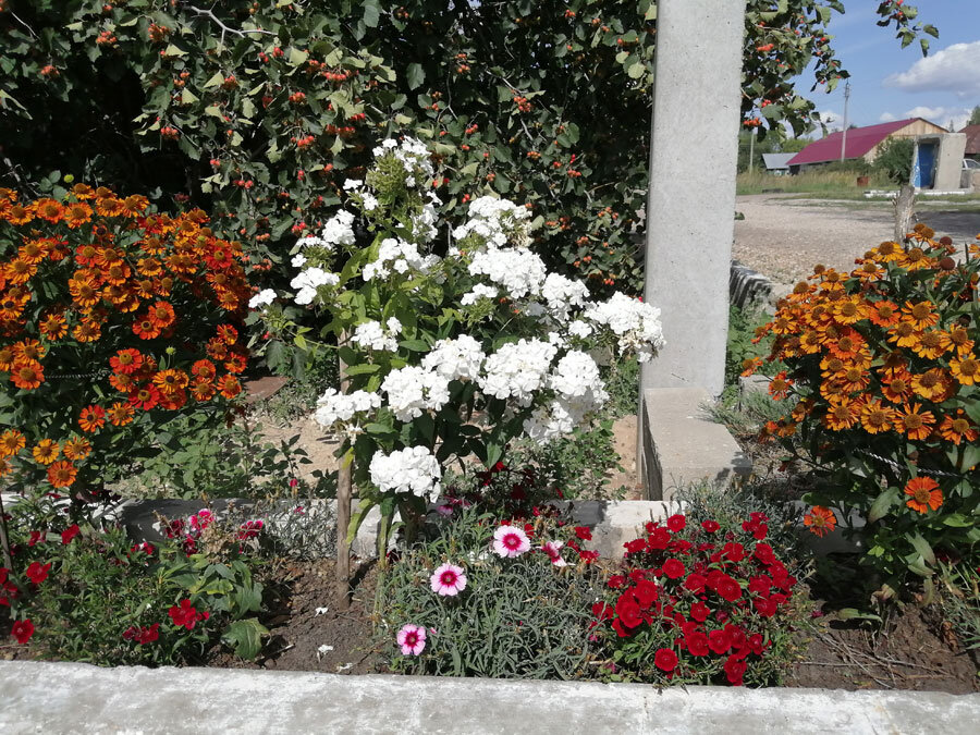 А это клумба. В конце лета она выглядит не плохо, но цветы уже опадают