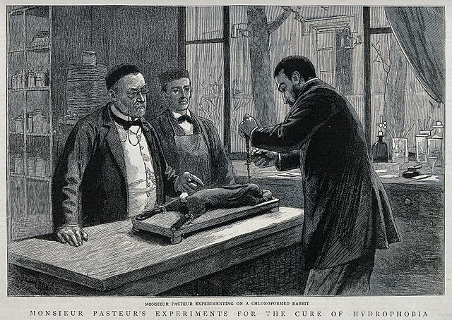 Тот самый Луи Пастер со своими учениками проводит исследование вируса с помощью мозга кроликов. Источник: https://wellcomeimages.org/indexplus/image/V0028849.html