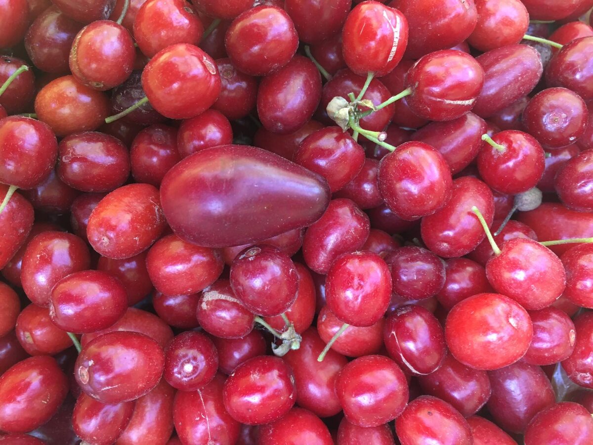 Осенний урожай кизила