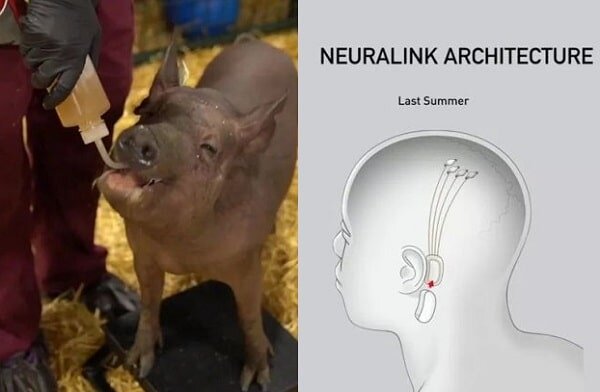 Маск вживил чип в мозг. Свинье имплантировали чип в мозг. Чип Нейролинк на свиньях.