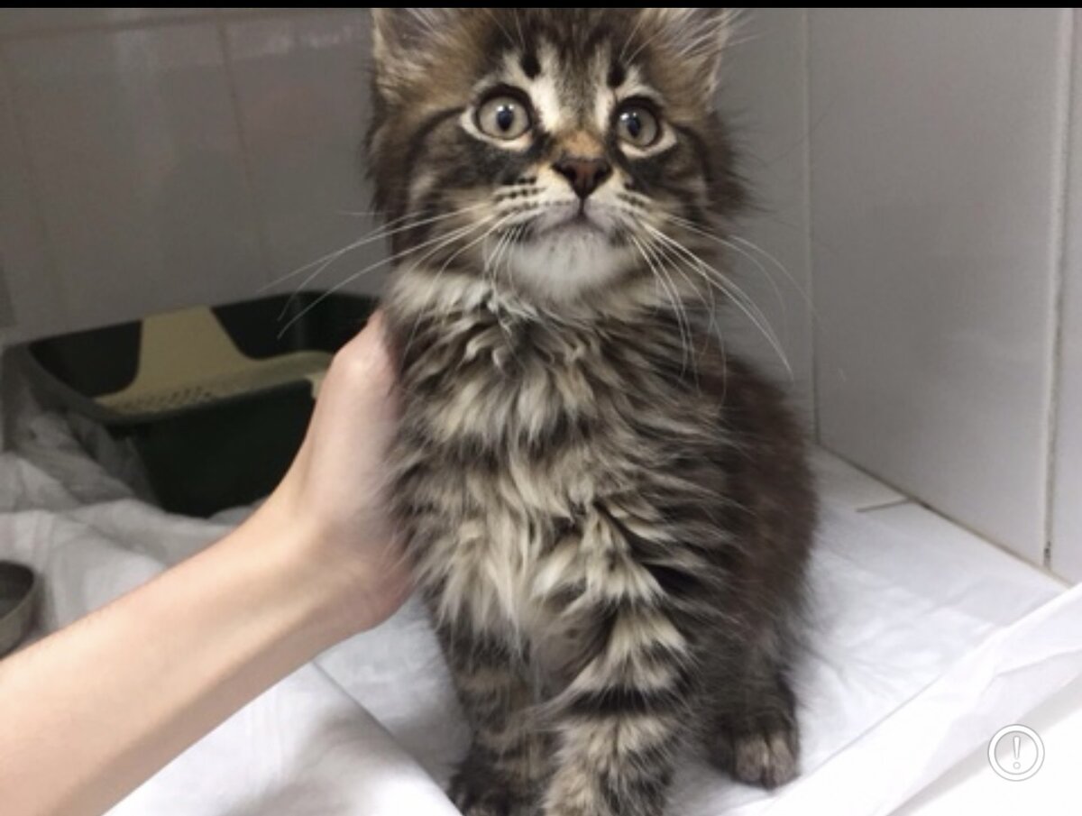 Мей-кун метис  Марсик *Мистер Подштанники фото из Ветеринарной клиники ( сказали ему 3 месяца) 