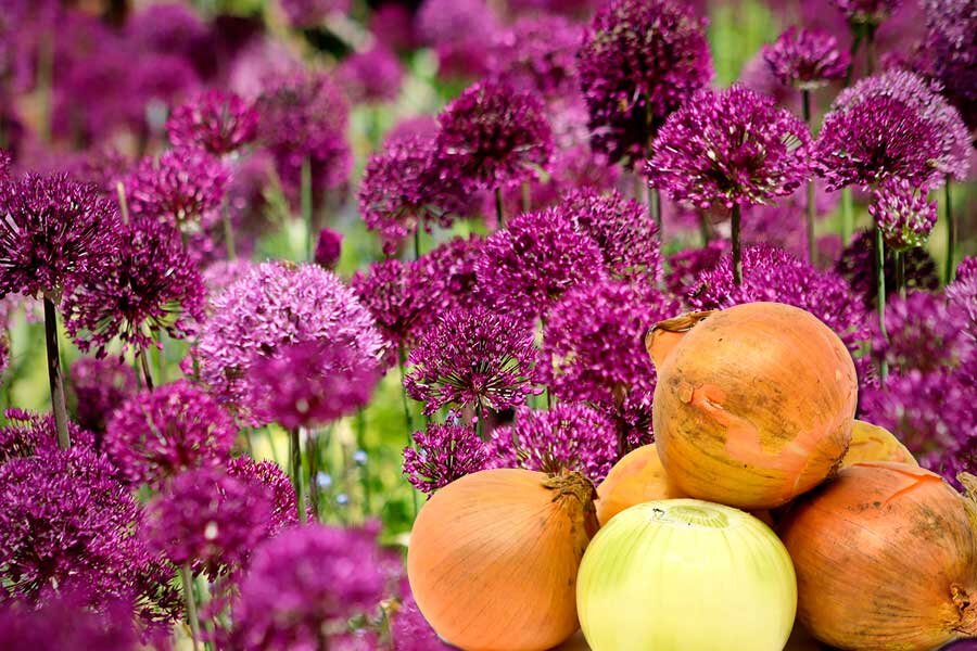 Лук – кладезь здоровья! 7 фактов пользы лука иммунитету