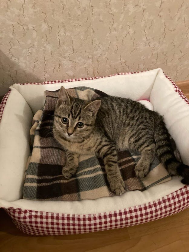 Сима, теперь Ева - Дома!