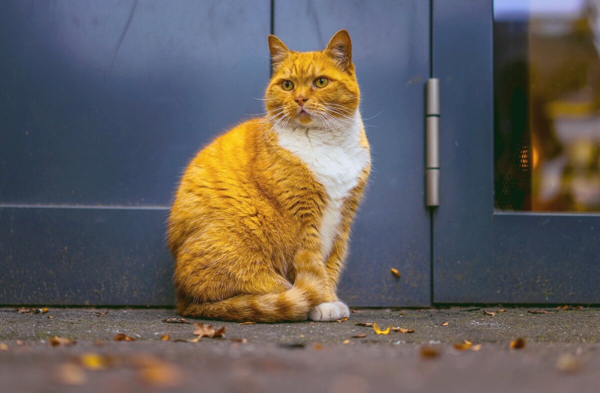 Почему кошка сама приходит в чужой дом. Что означает цвет шерсти  приблудного животного | Кошка.ru | Дзен