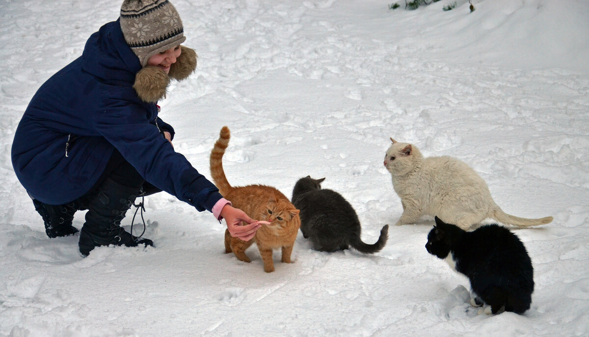 Спасение животных зимой