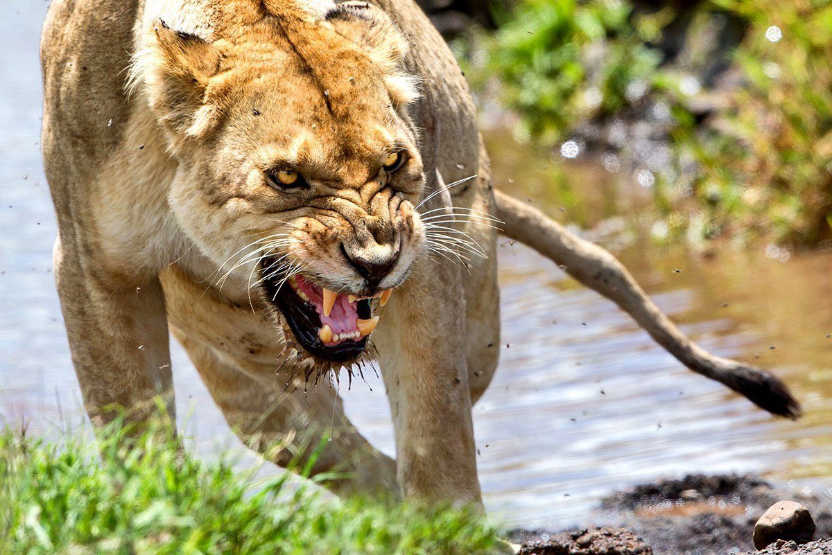 Вдруг опять разъяренным зверем набежала. Злой лев. Царь зверей. Вдруг опять разъяренным зверем набежала. Дикий лев.