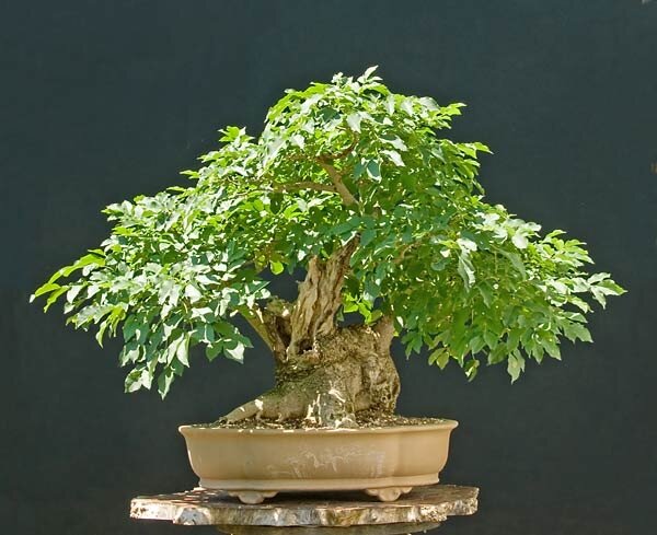 Фикус в стиле "Банкан"