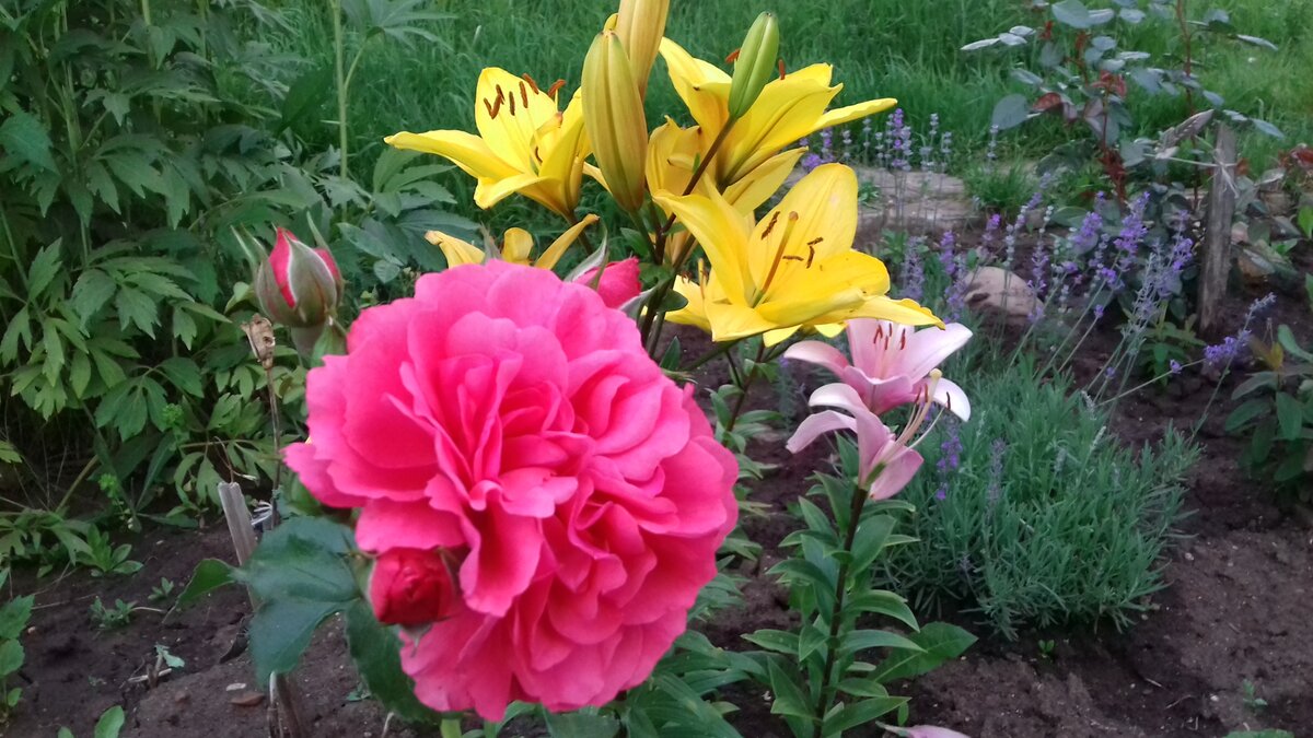 Цветок напоминает юбку - разлетайку с множеством оборок.