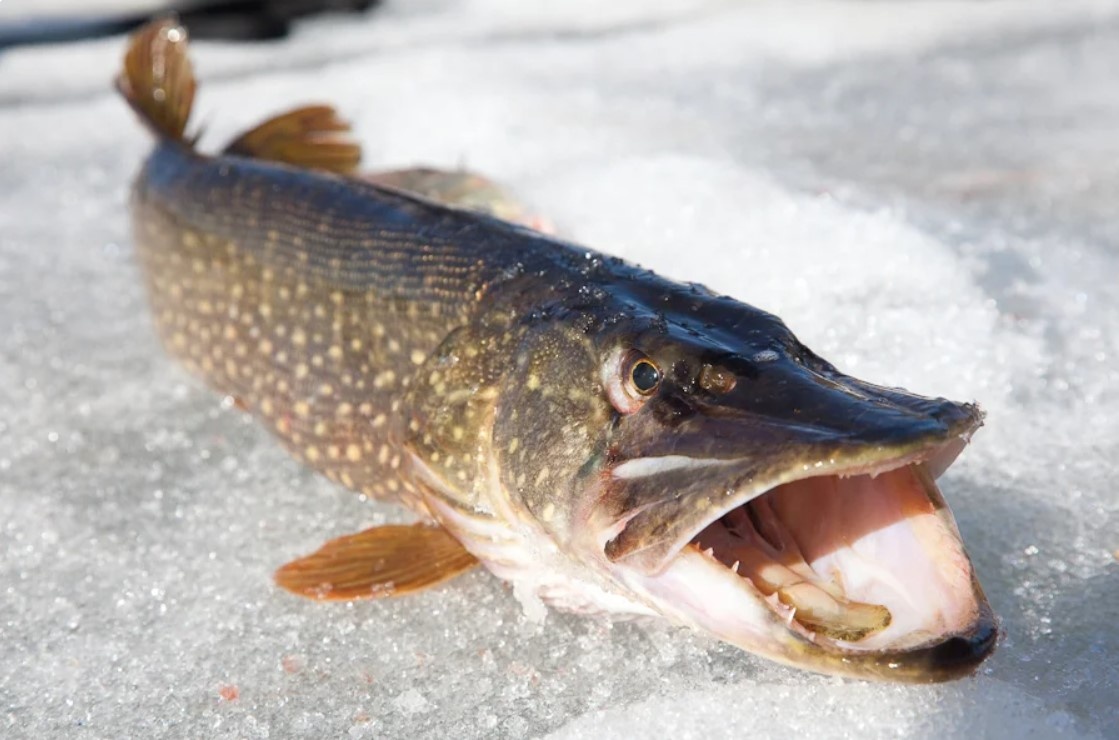 Щука зимой.