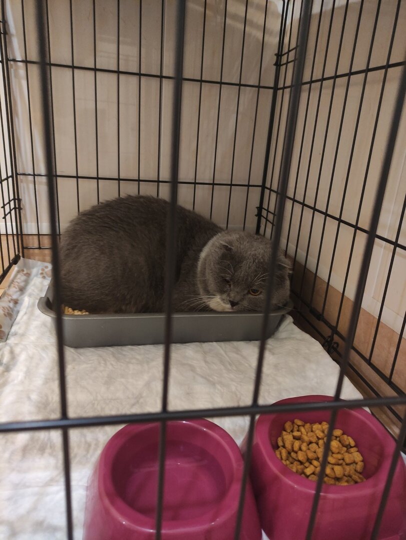 Мартин первый день в стационаре, он вжался в лоток и так сидел несколько дней не двигаясь