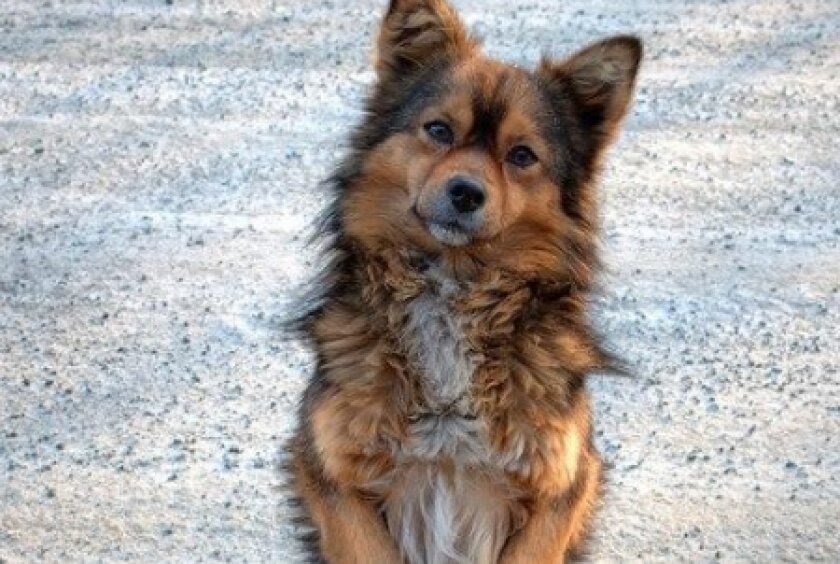 Оказывается, некоторые собаки живут у хозяев, но... «с людской милостыни» (фото для иллюстраций взяты из открытых источников)