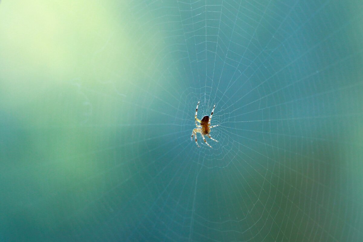 Пример с фотоаппарата. Дома на оконной раме паук сплёл вот такую красивую паутину.