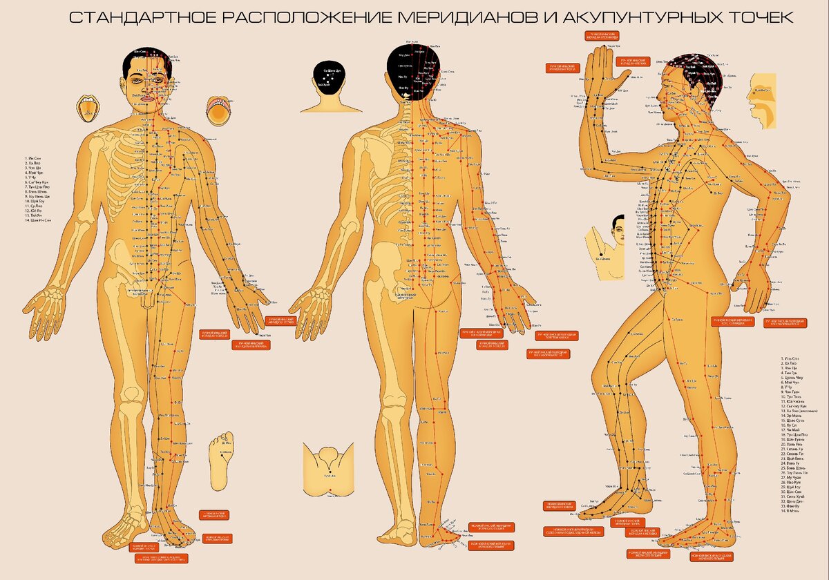 Точки акупунктуры на теле человека. Атлас, фото, …