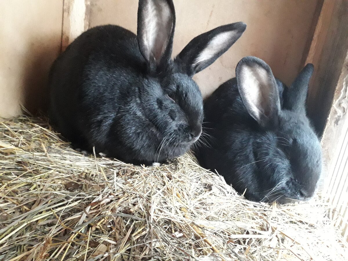 Вот мои кролики.На данный момент их вес 2,9 кг.