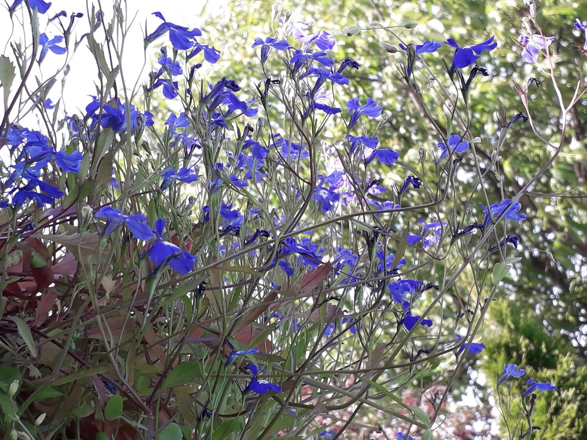 Цветет лобелия (фото из личного архива)