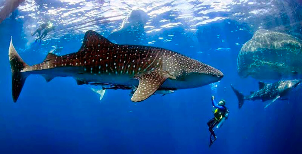 https://elsiglo.com.ve/wp-content/uploads/2018/03/tiburón-ballena.jpg