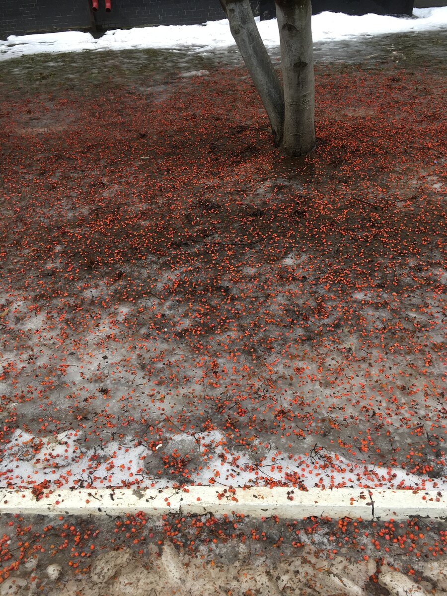 рябина оттаяла из-под снега и плавает в лужах со льдом