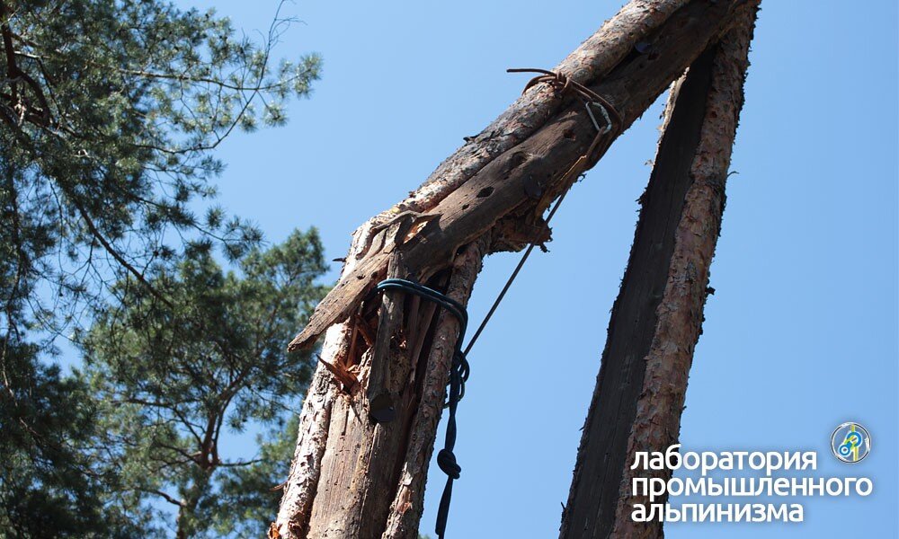 Удаление и спил зависшей сосны
