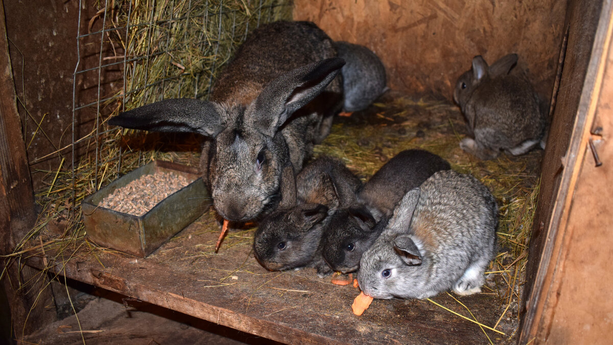 Кролики едят морковку