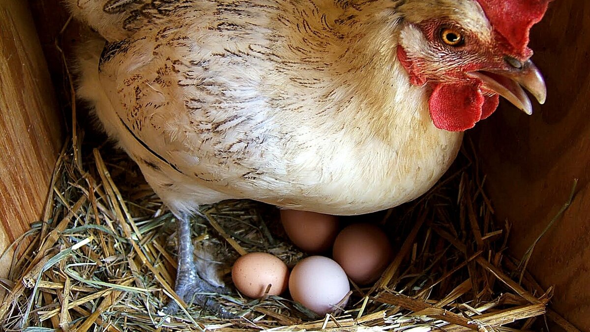 Откуда у куры яйца. Леггорн Браун гнездо. Леггорн Браун гнездо цыпленок. Курица с яйцами.