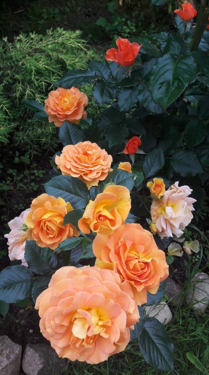 Голдэльзе. Флорибунда. 