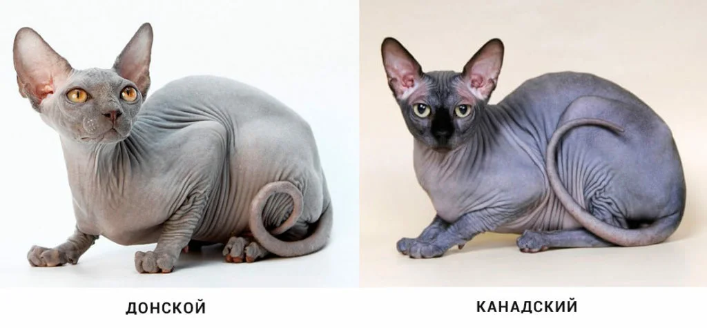 Донской и Канадский Сфинкс