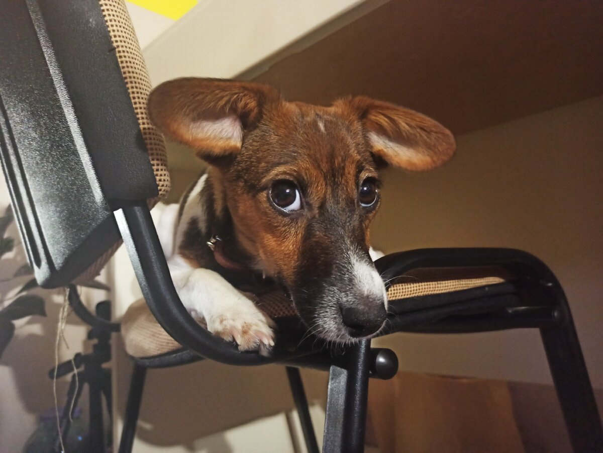 удивительно прыгучие собаки