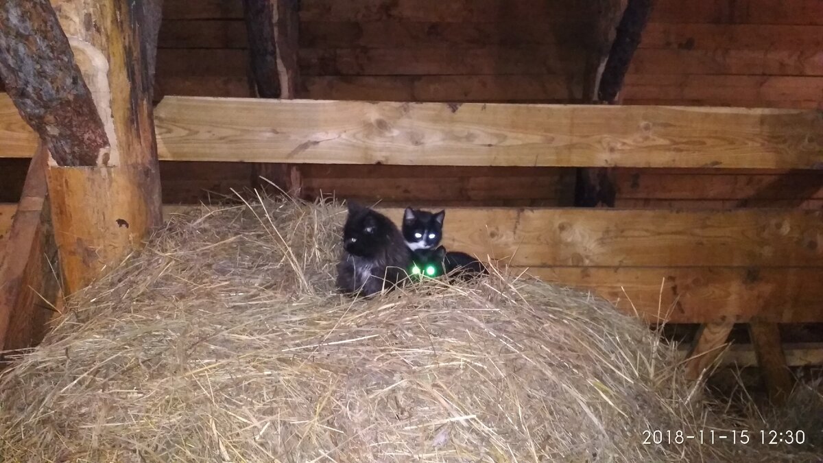 Кискам в стайке тоже комфортно