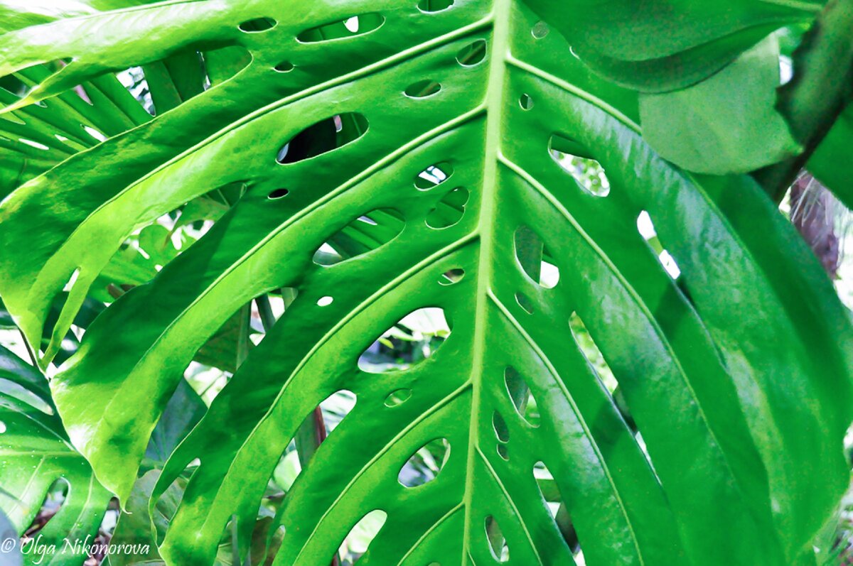 Листья у нее кожистые, с красивыми, крупными и глубокими прорезями и отверстиями. 