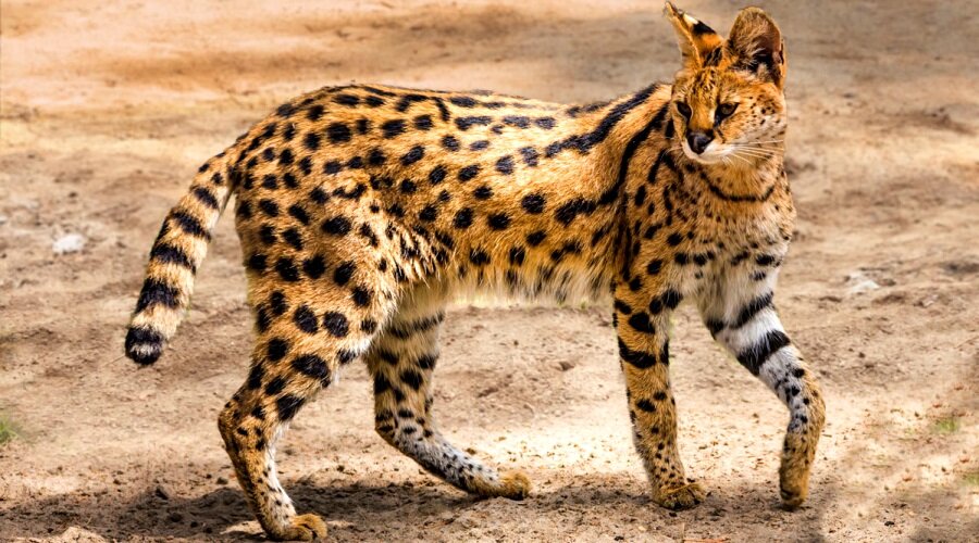 Сервал - грациозный хищник...